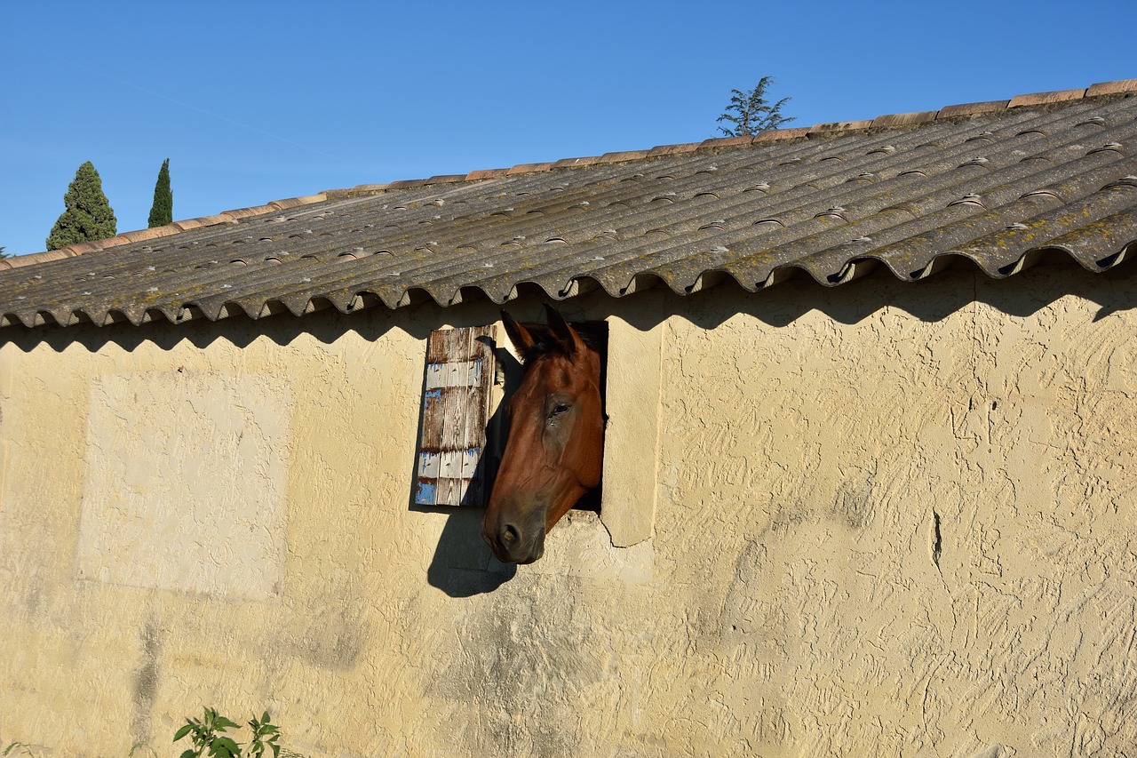 balm of venice horse window free photo
