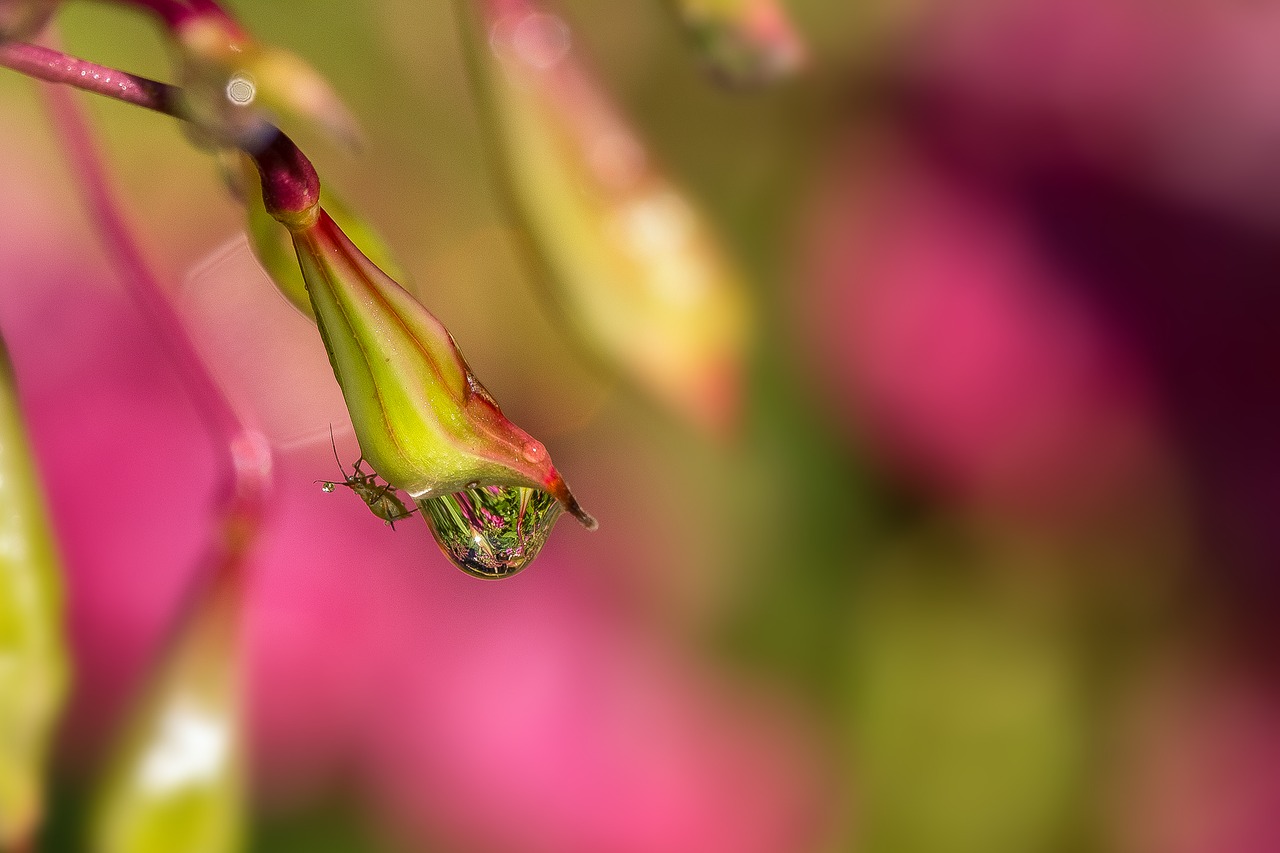 balsam dew dewdrop free photo