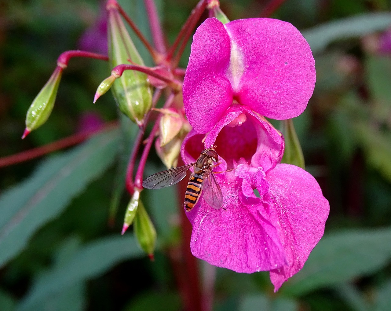 balsam hover bee flower free photo