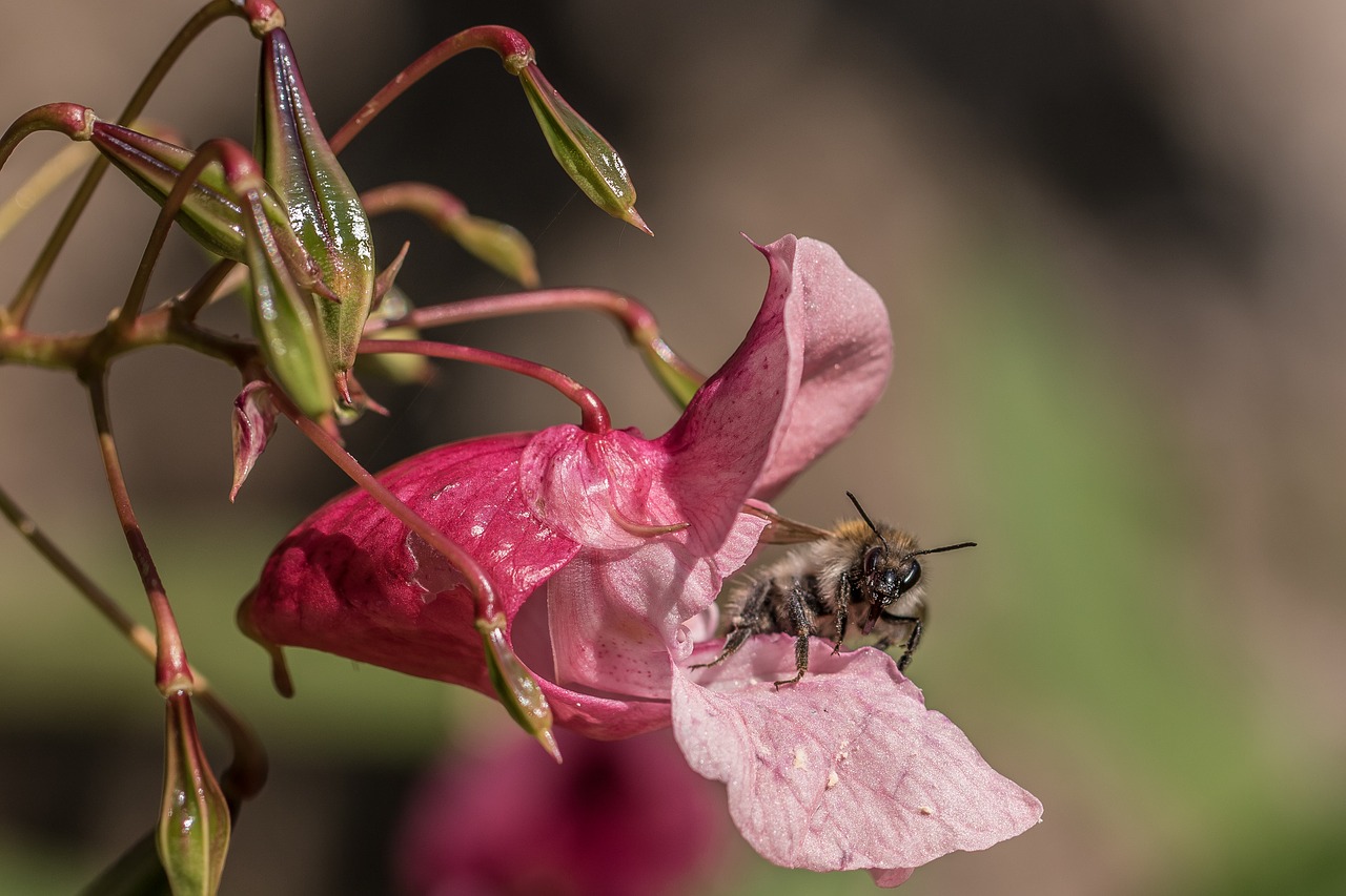 balsam bee nectar free photo