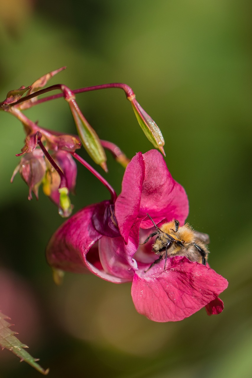 balsam bee nectar free photo
