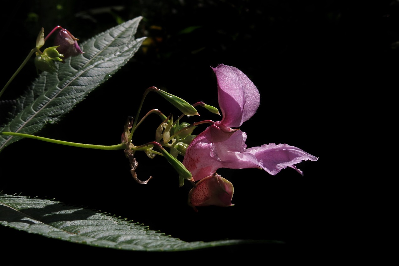balsam  pink flower  plant free photo