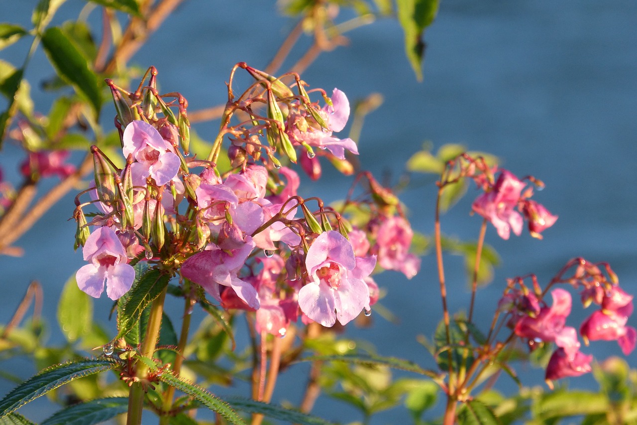 balsam indian springkraut flower free photo