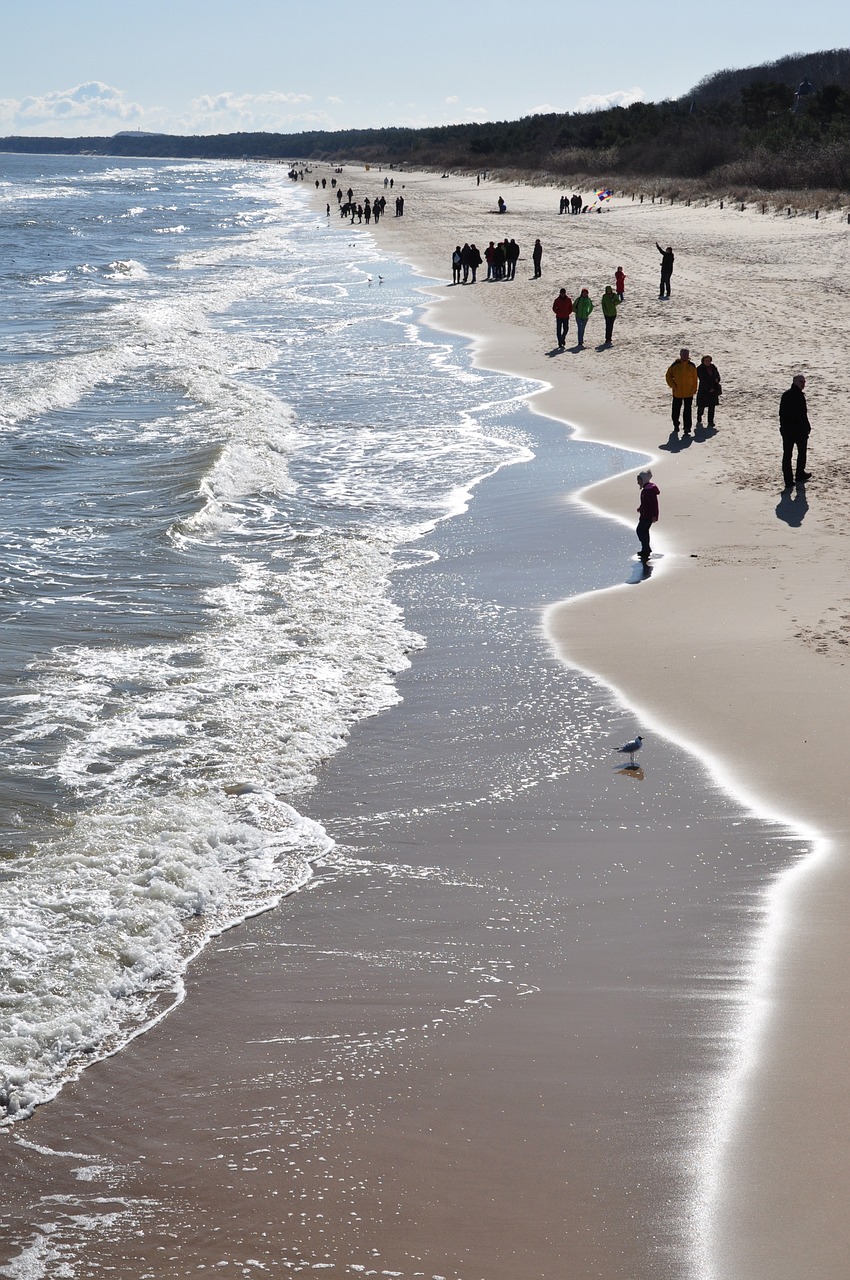 baltic sea beach gull free photo