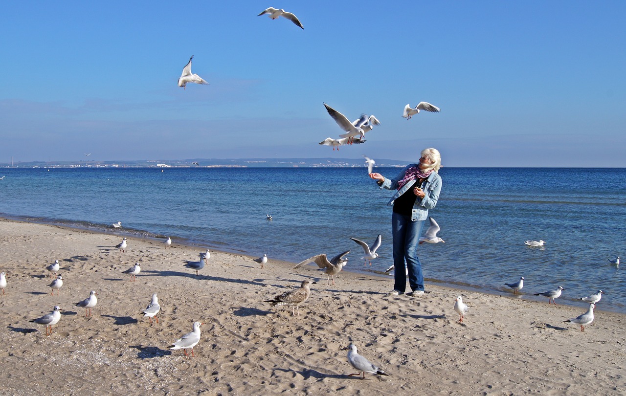 baltic sea sea gulls free photo