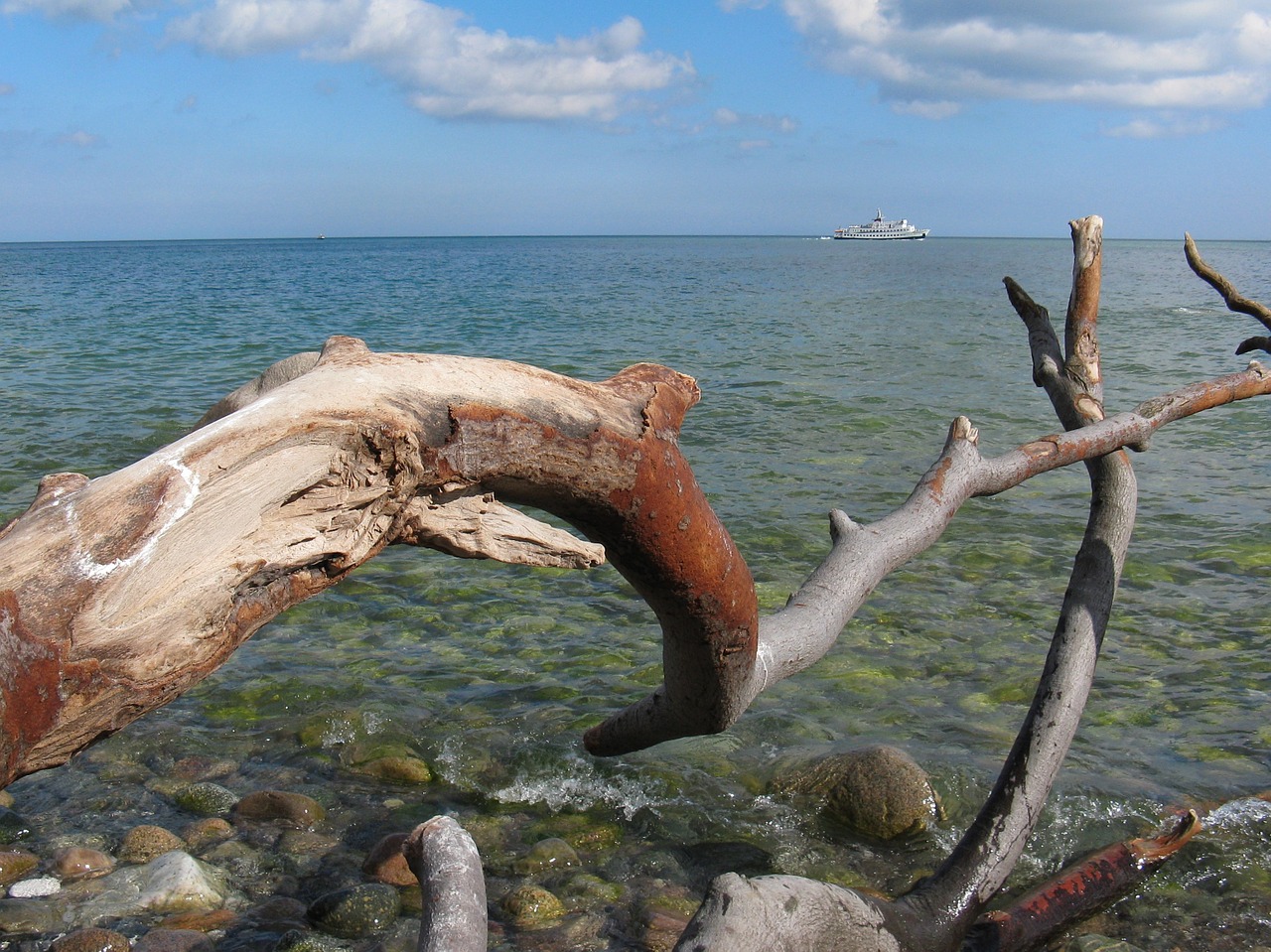 baltic sea rügen dead wood free photo