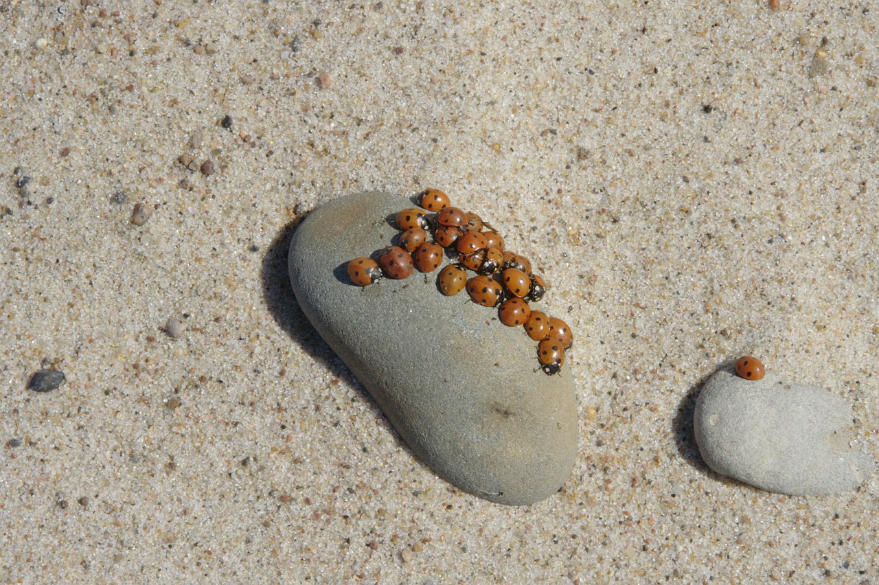 baltic sea beach sand free photo