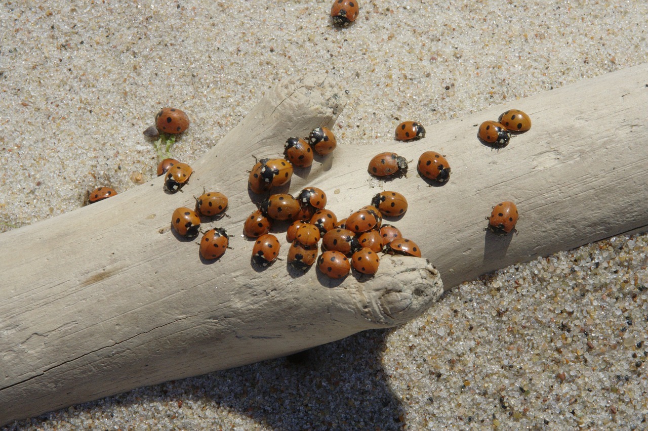 baltic sea beach sand free photo