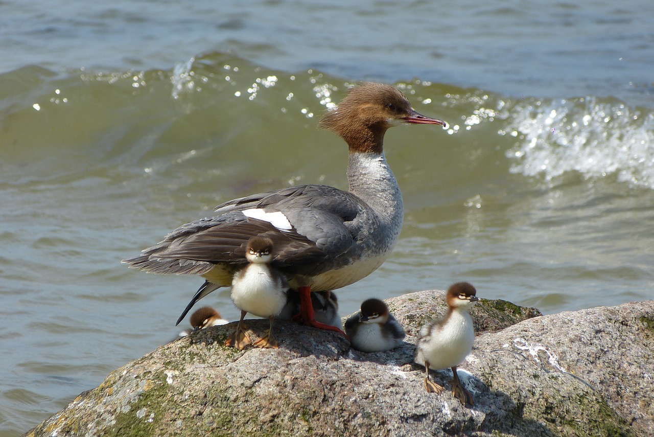 baltic sea rügen great crested grebe family free photo