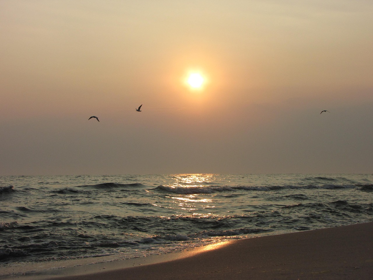 baltic sea sunrise birds free photo