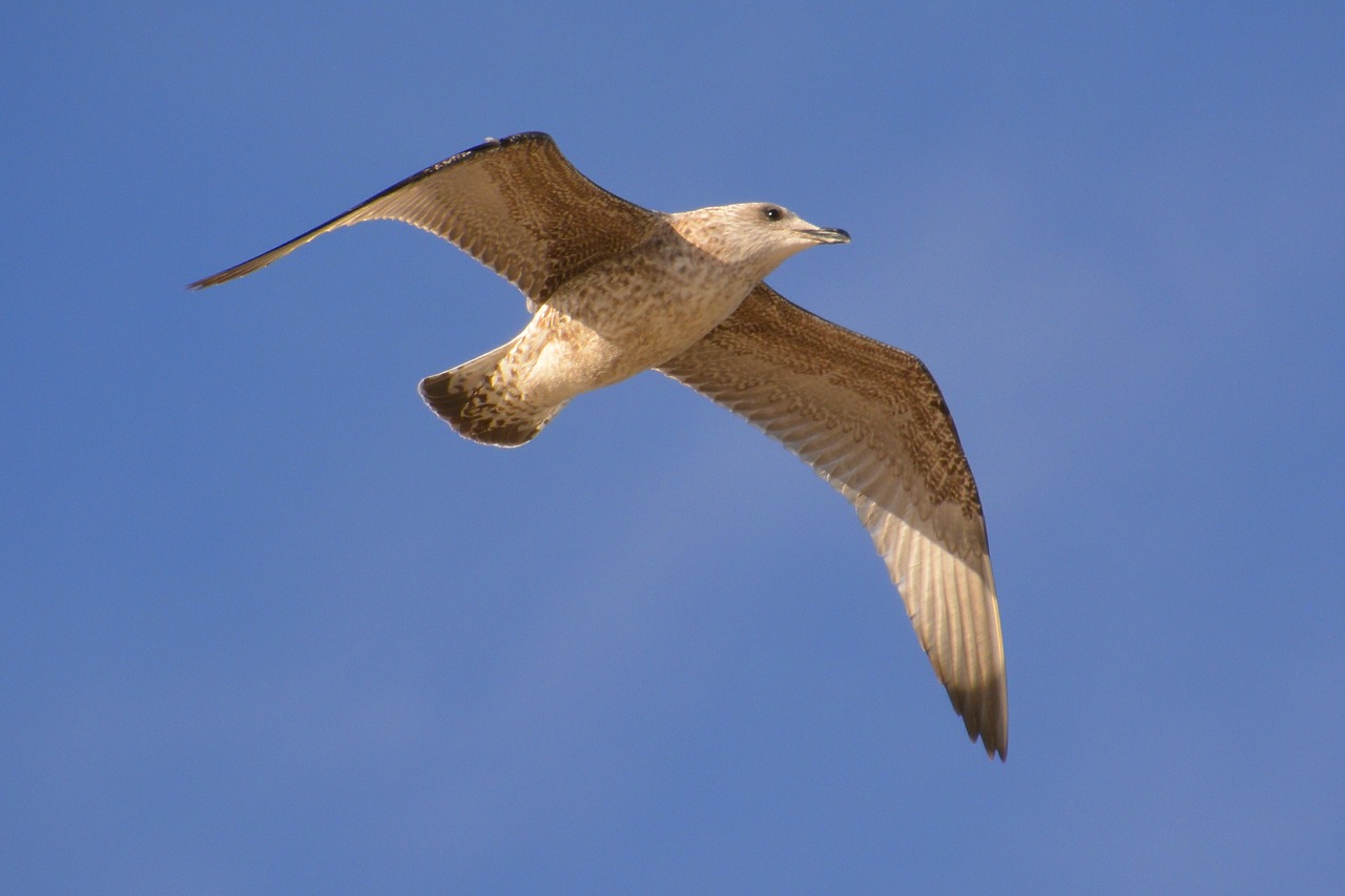 baltic sea seagull stolp opening free photo