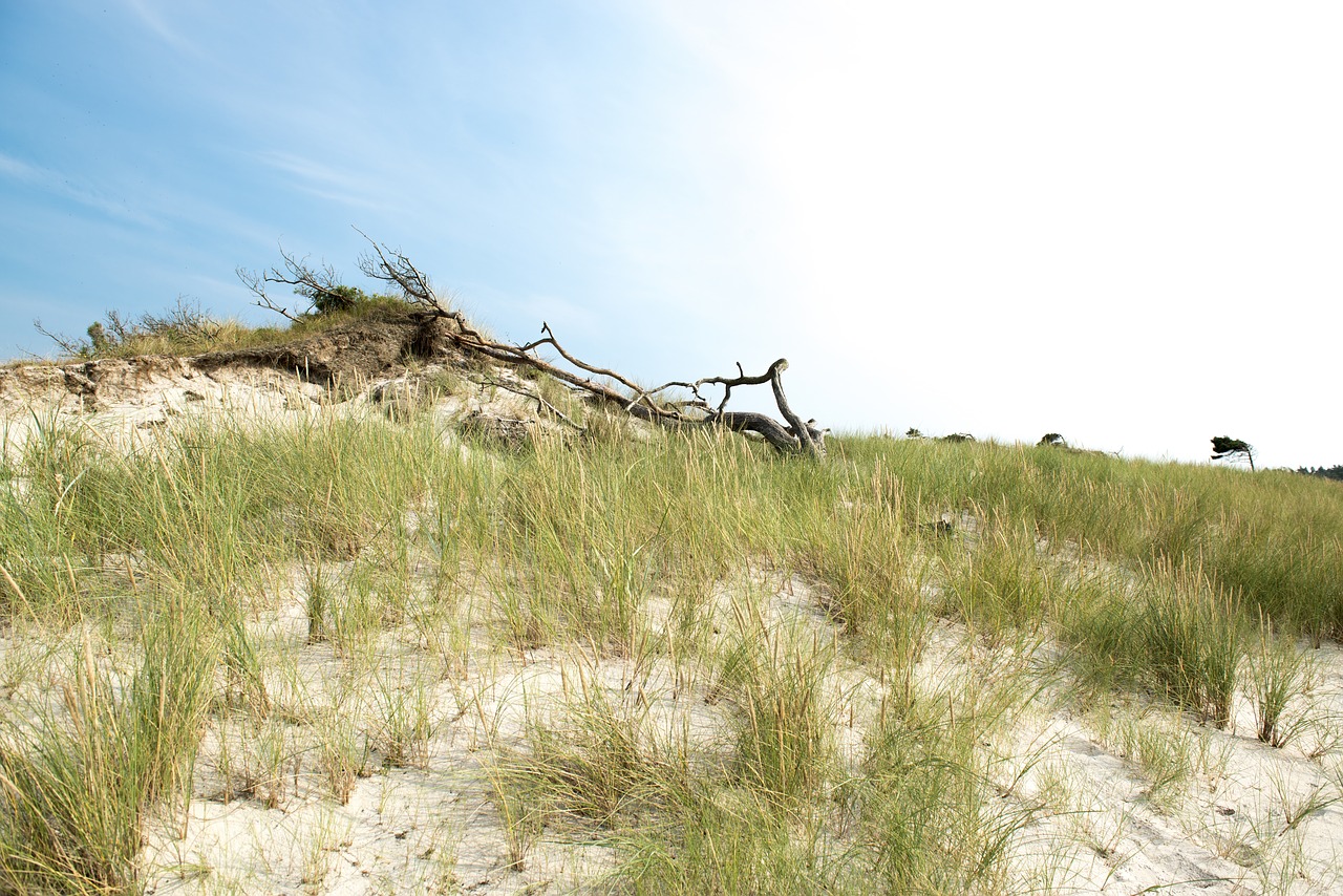 baltic sea tree beach free photo