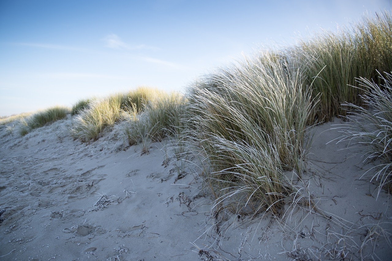 baltic sea winter dune free photo