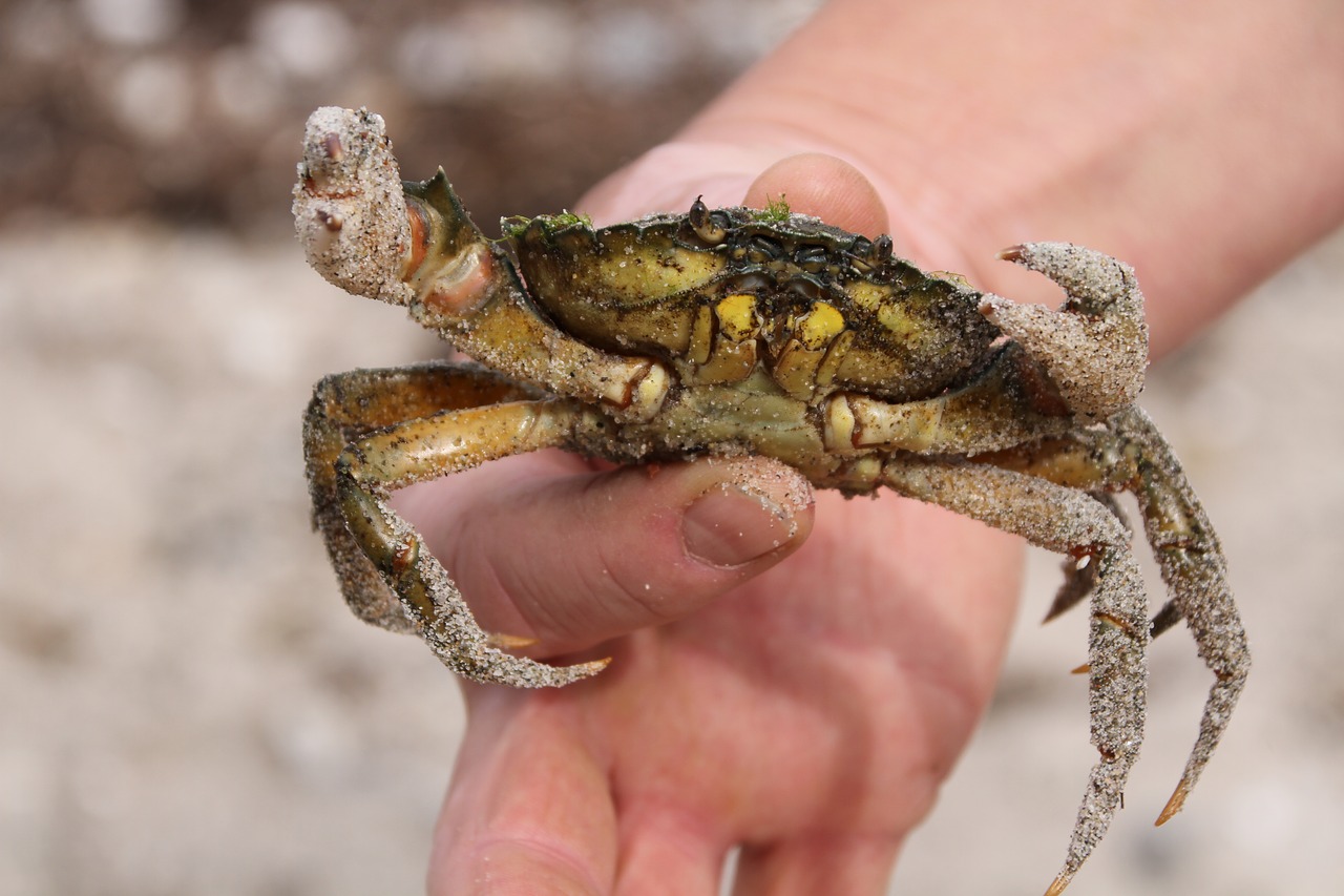 baltic sea crab hand crab free photo