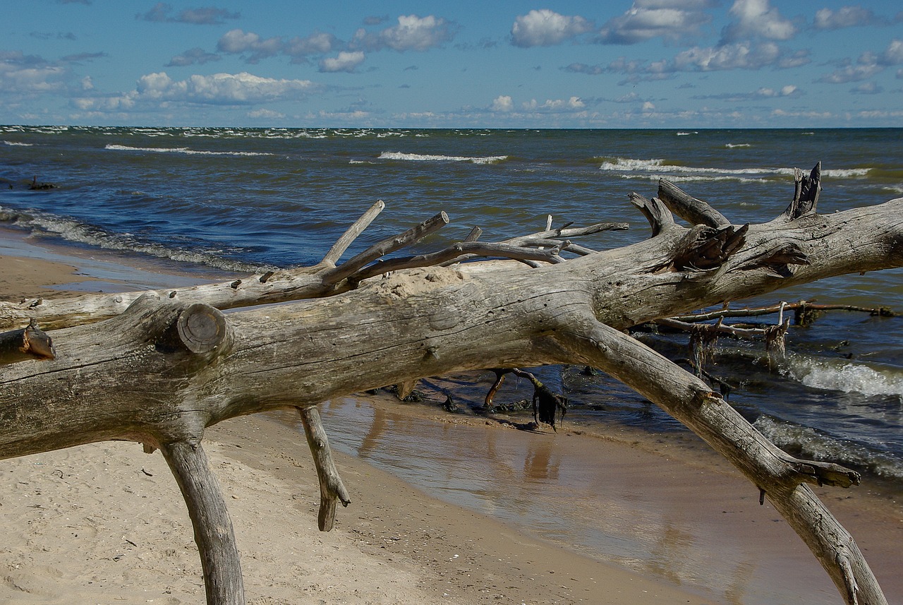 baltic sea latvia driftwood free photo