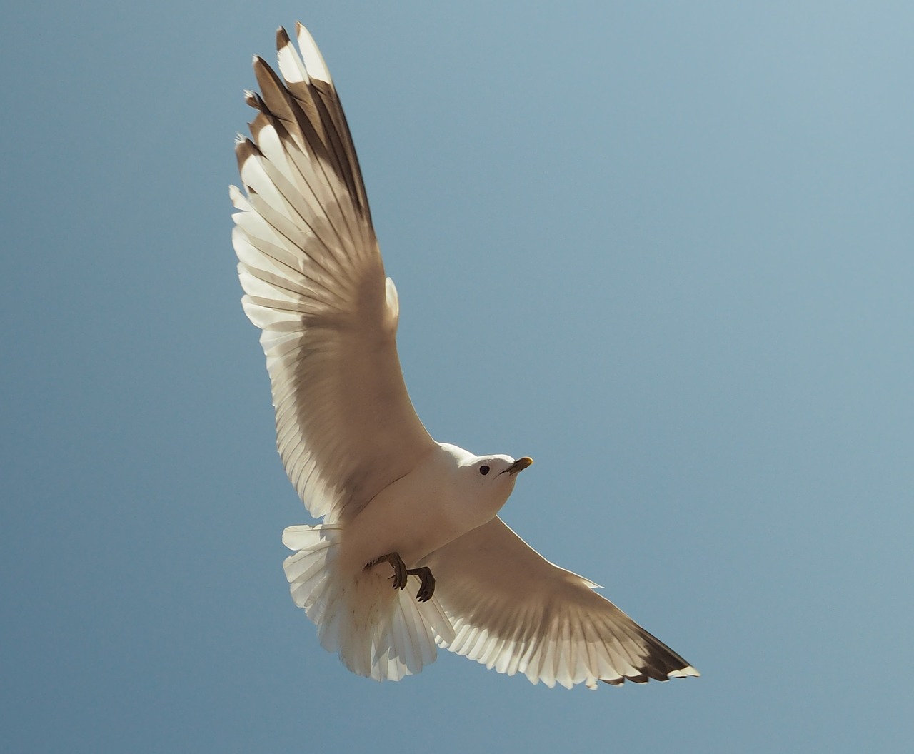 baltic sea seagull fly free photo