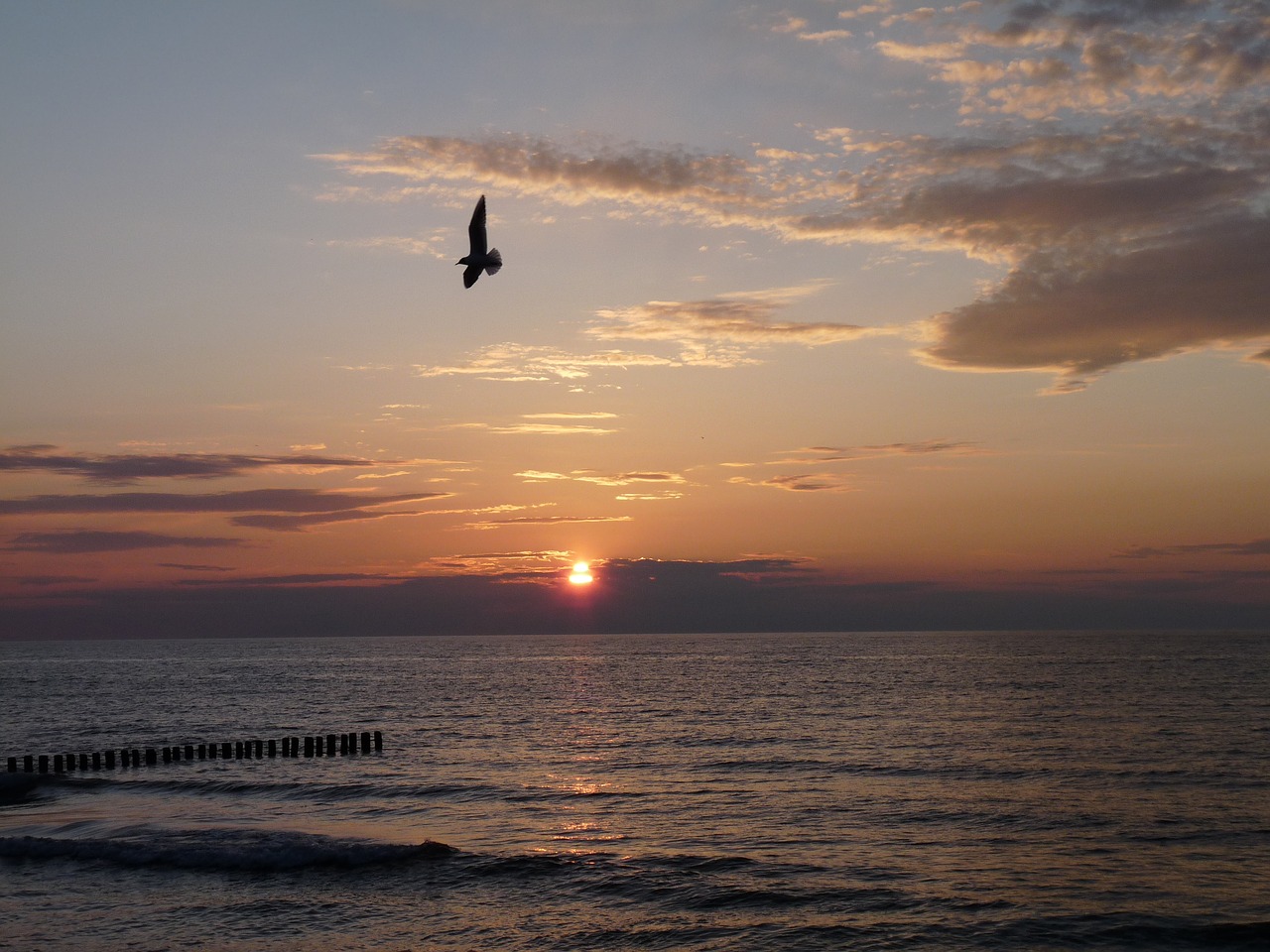 baltic sea kołobrzeg seagull free photo
