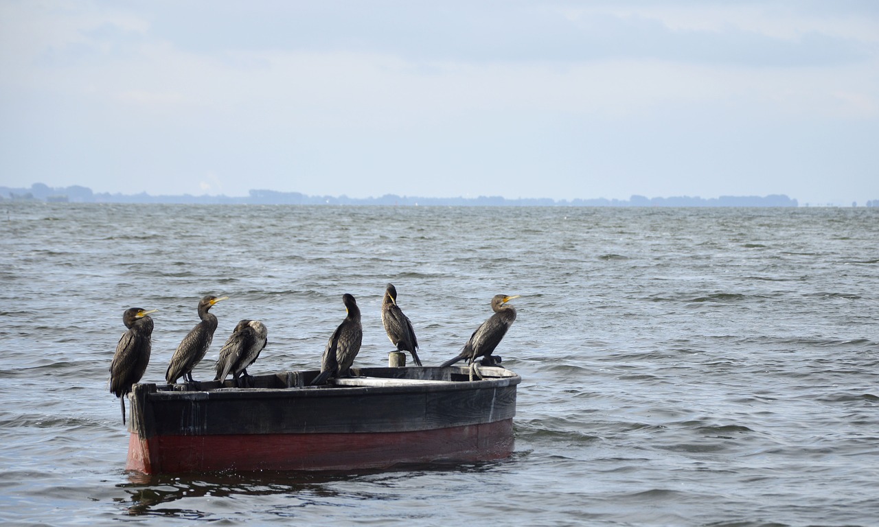 baltic sea sea boot free photo