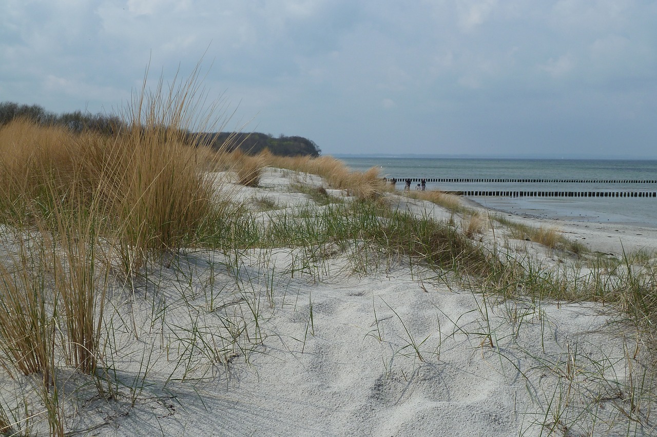 baltic sea nature sand dune free photo