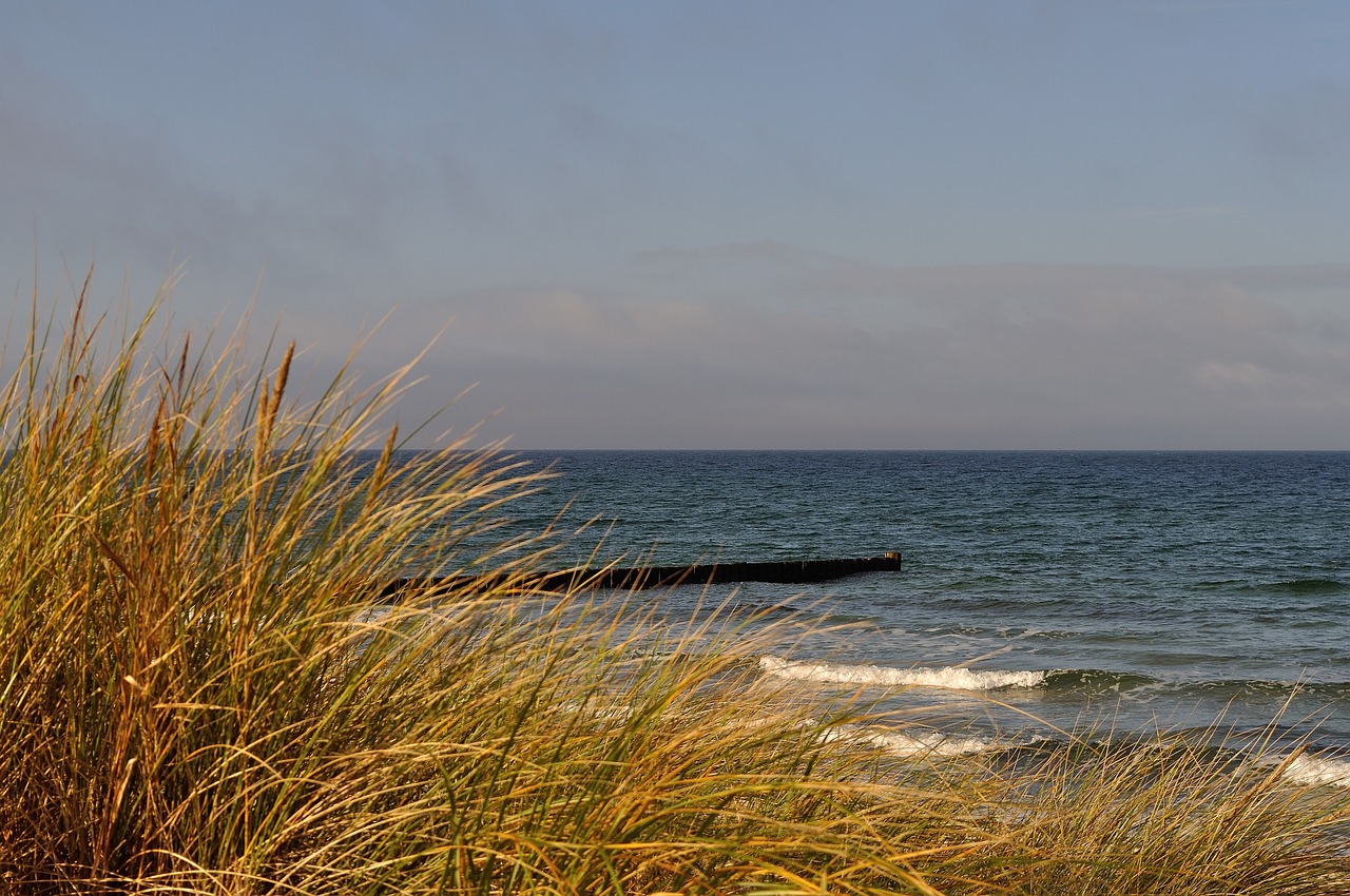 baltic sea beach grass free photo