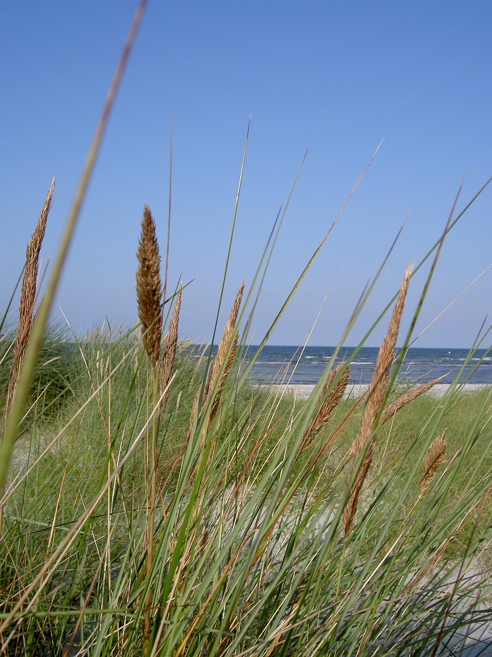 baltic sea beach grass free photo