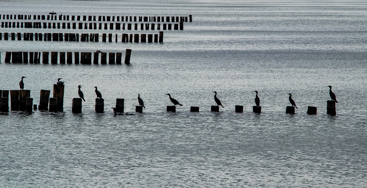 baltic sea coast waterfowl free photo