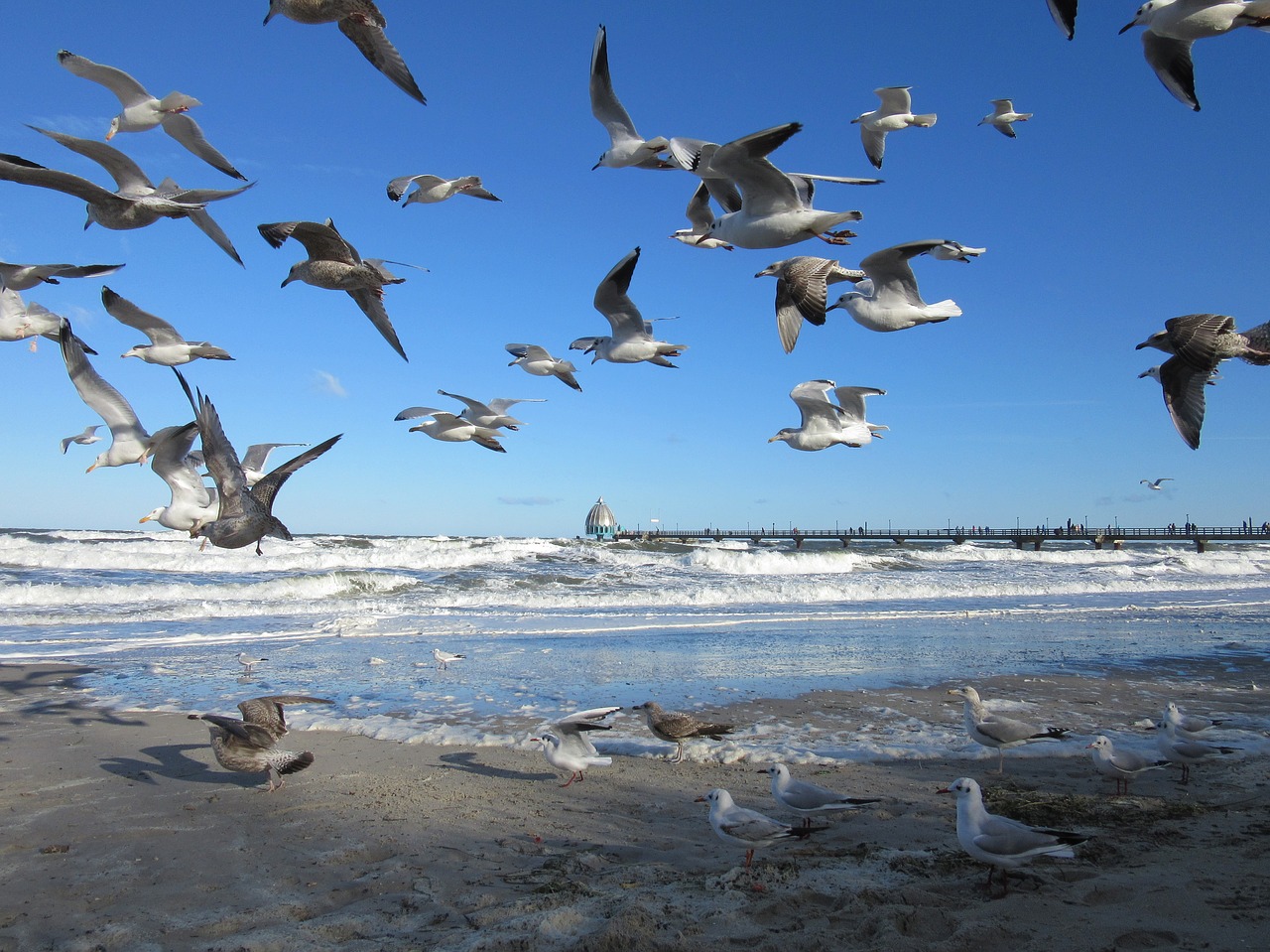 baltic sea zingst gulls free photo