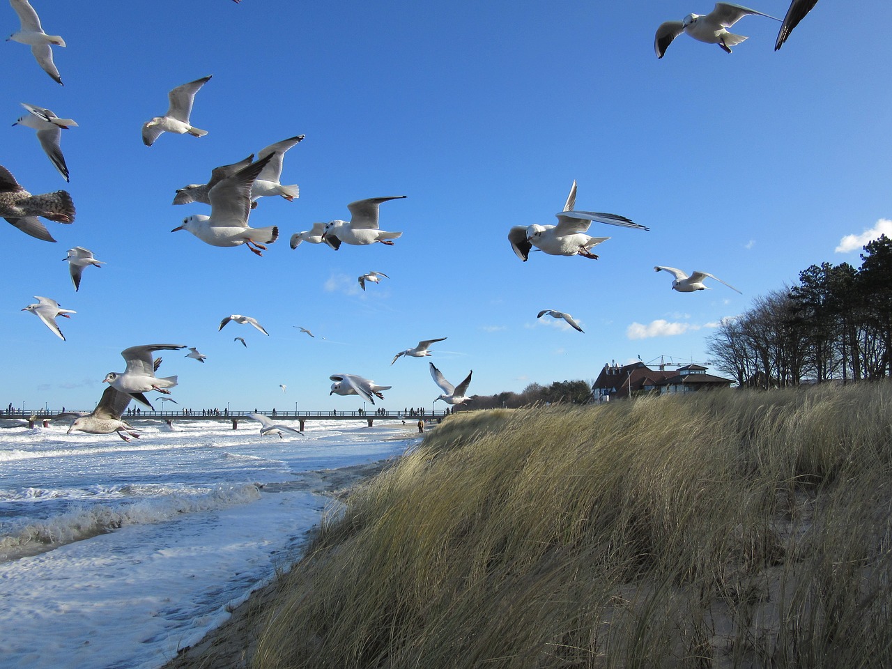 baltic sea zingst birds free photo