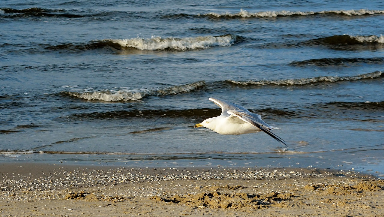 baltic sea  coast  seagull free photo