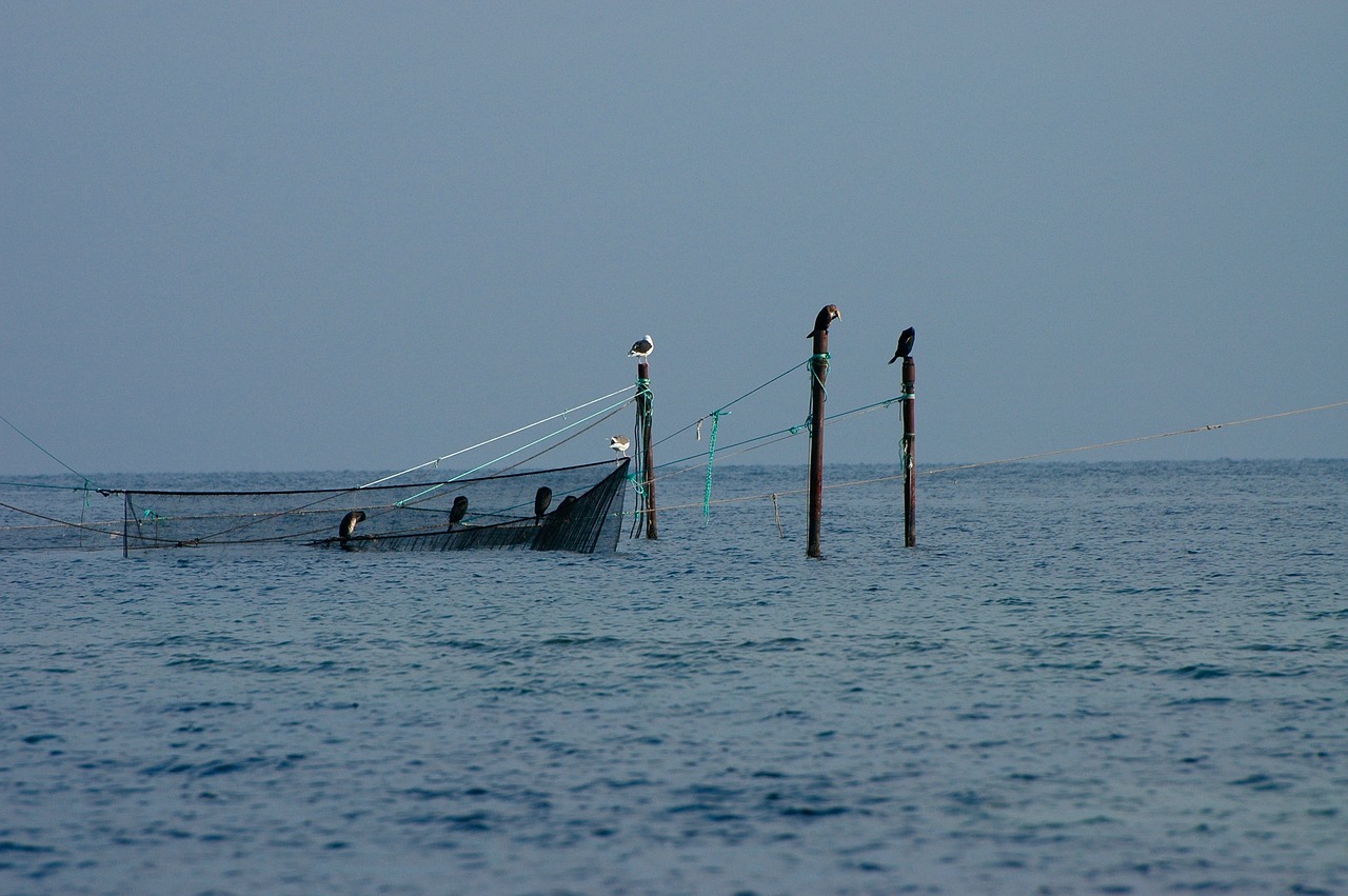 baltic sea  fishing  networks free photo