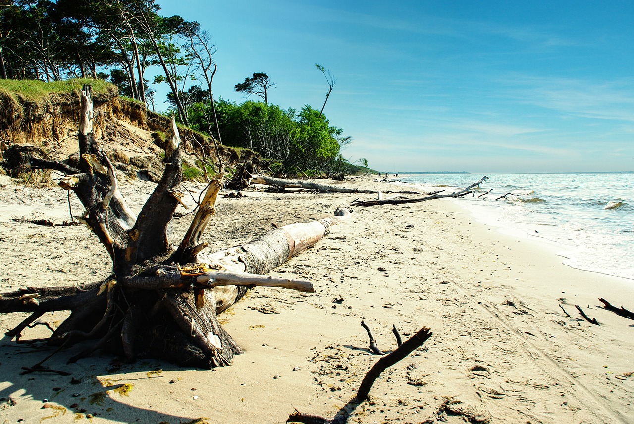 baltic sea coast darß free photo