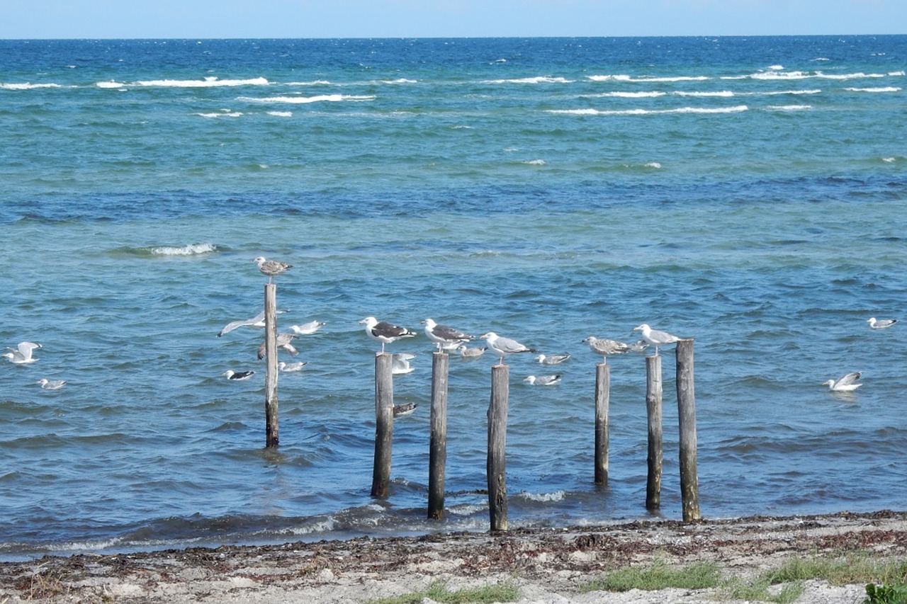 baltic sea  sea  beach free photo