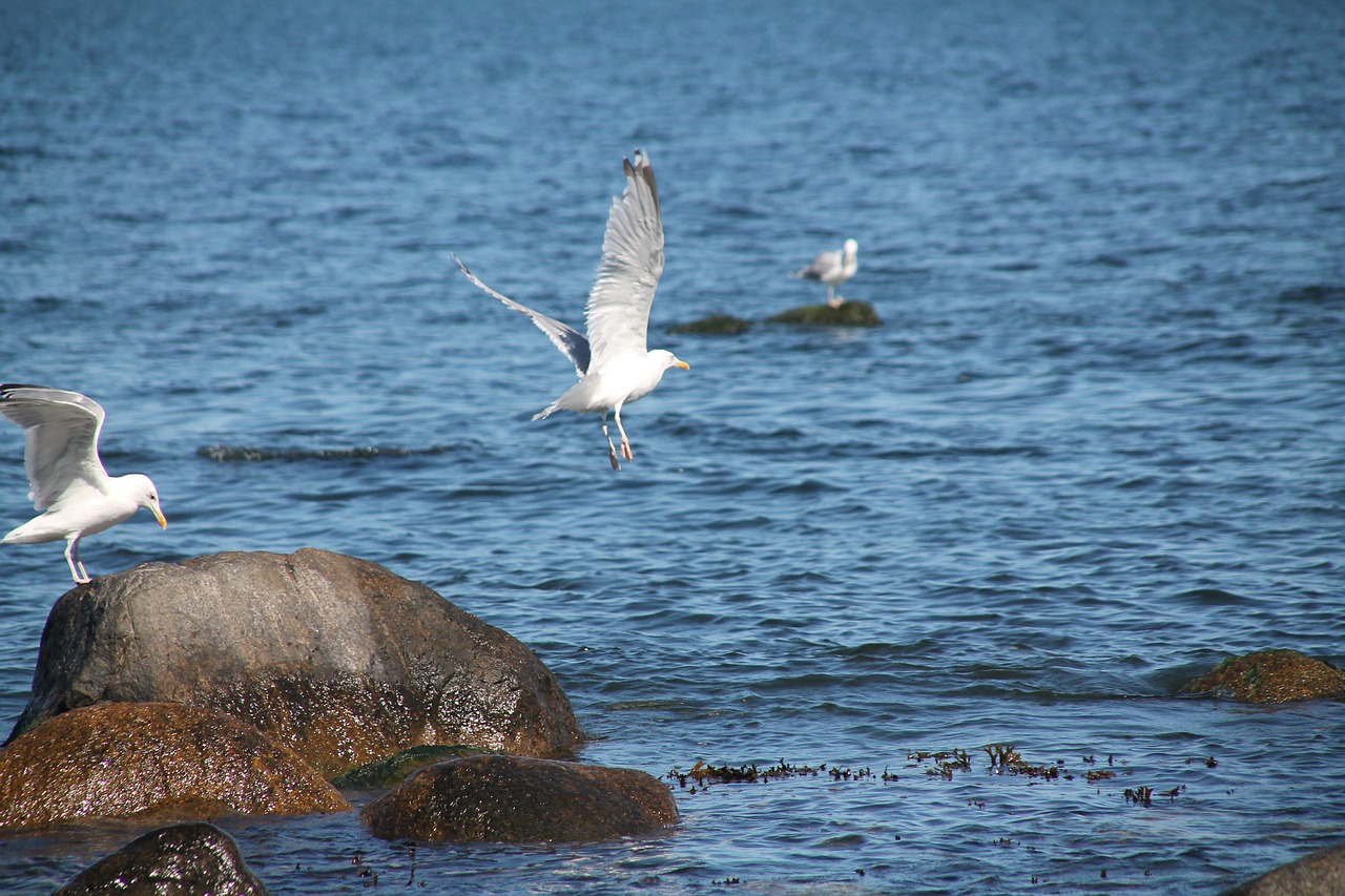 baltic sea  coast  seagull free photo