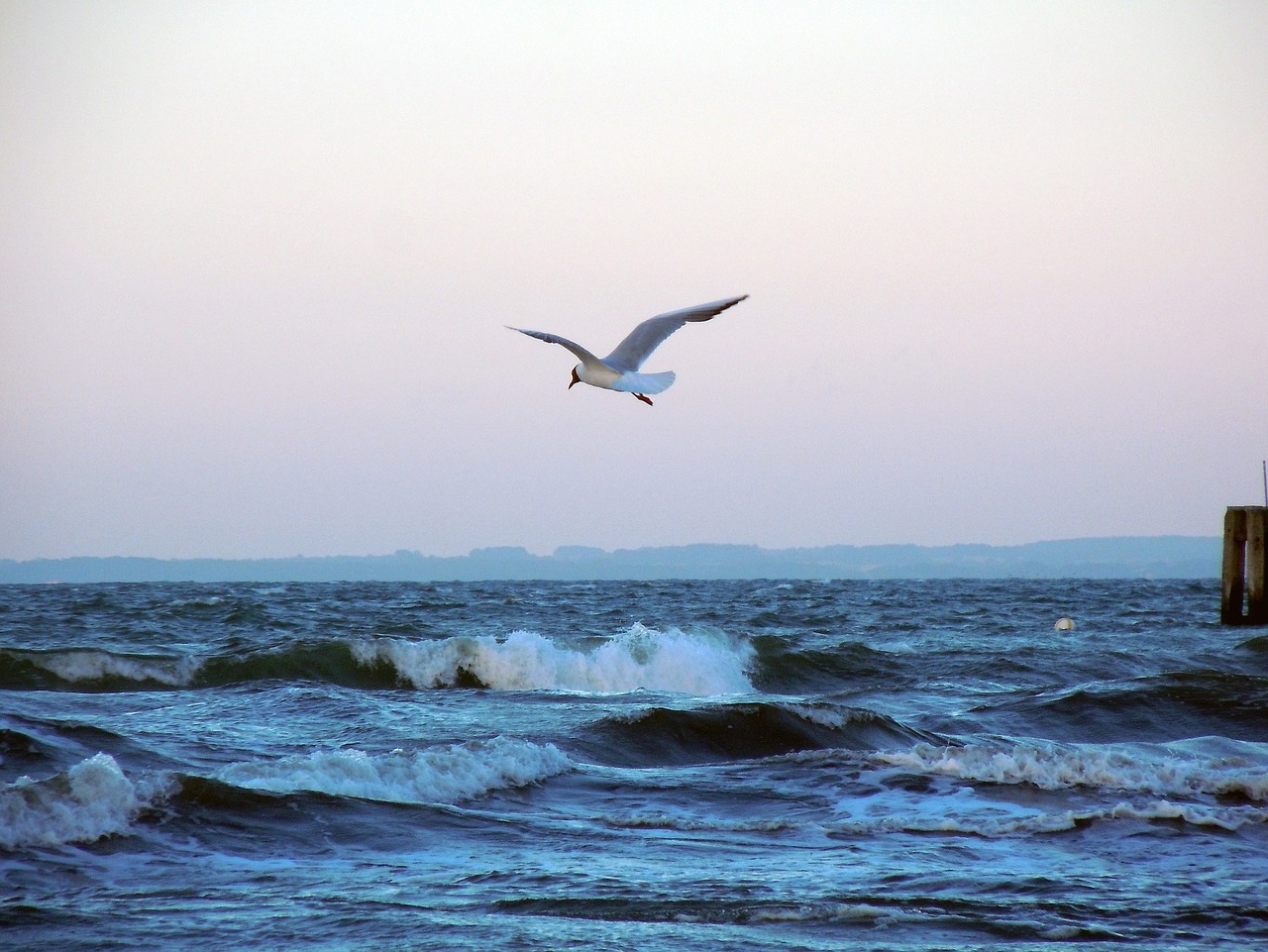 baltic sea seagull fly free photo