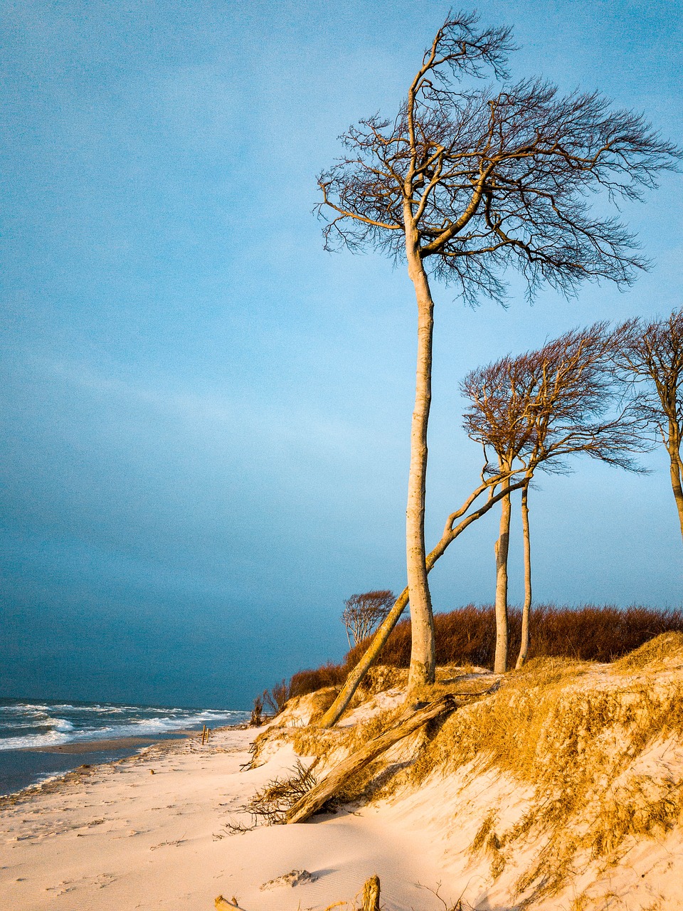 baltic sea  west beach  trees free photo