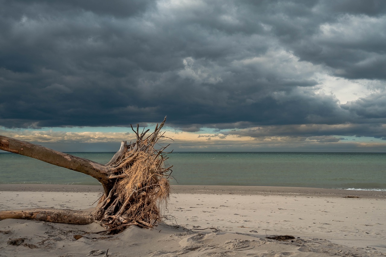 baltic sea  west beach  tree free photo