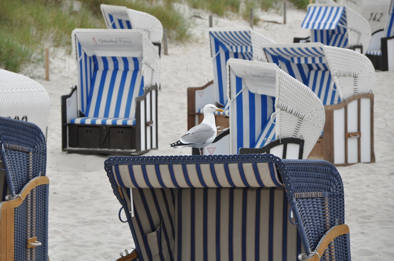 baltic sea seagulls gulls free photo