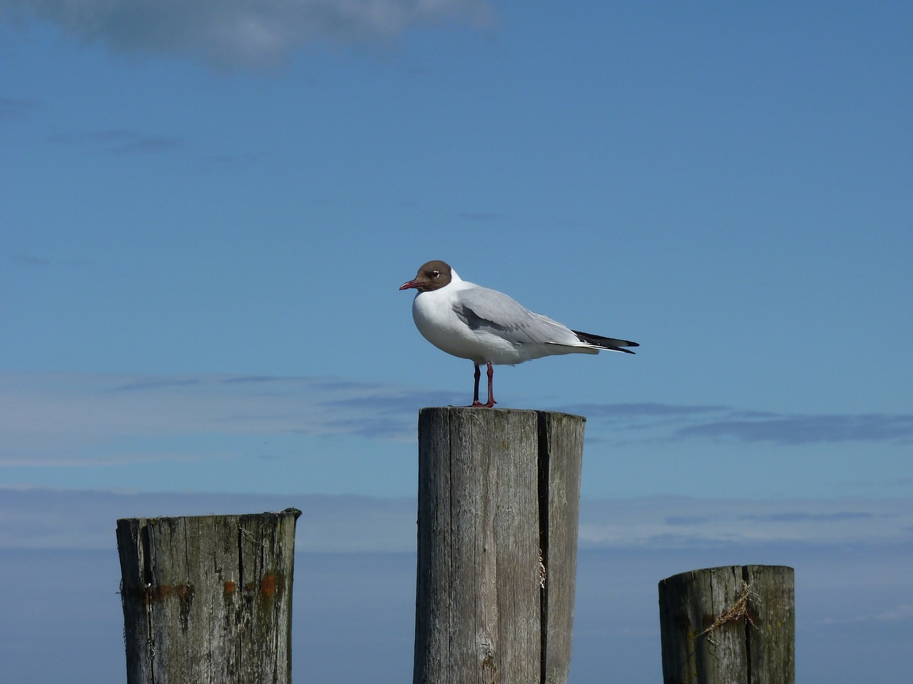 baltic sea gull darß free photo