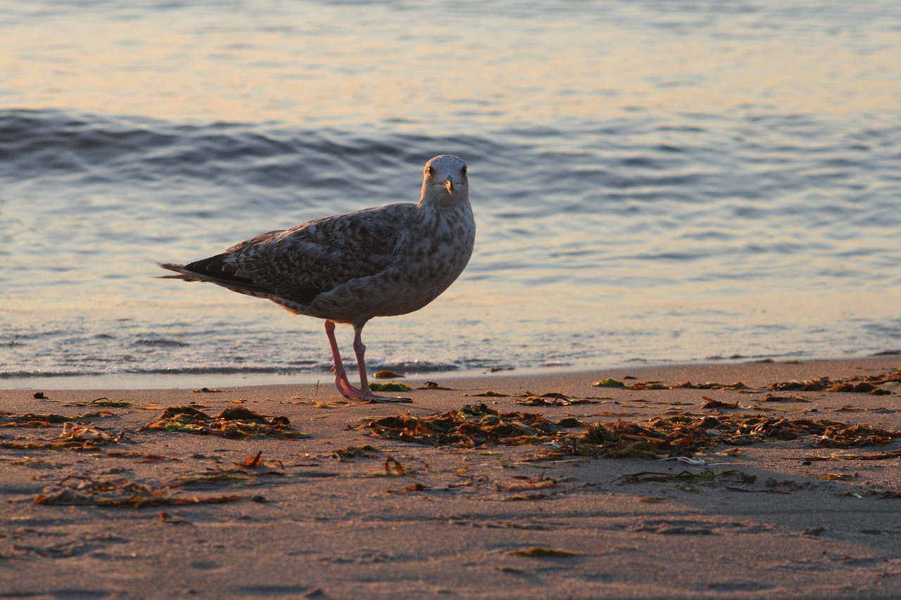 baltic sea sea ocean free photo