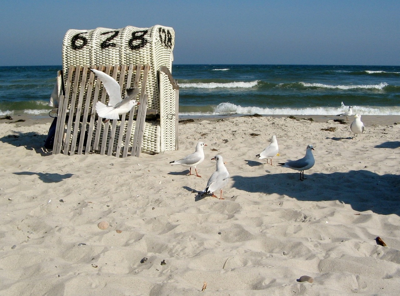 baltic sea gulls coast free photo