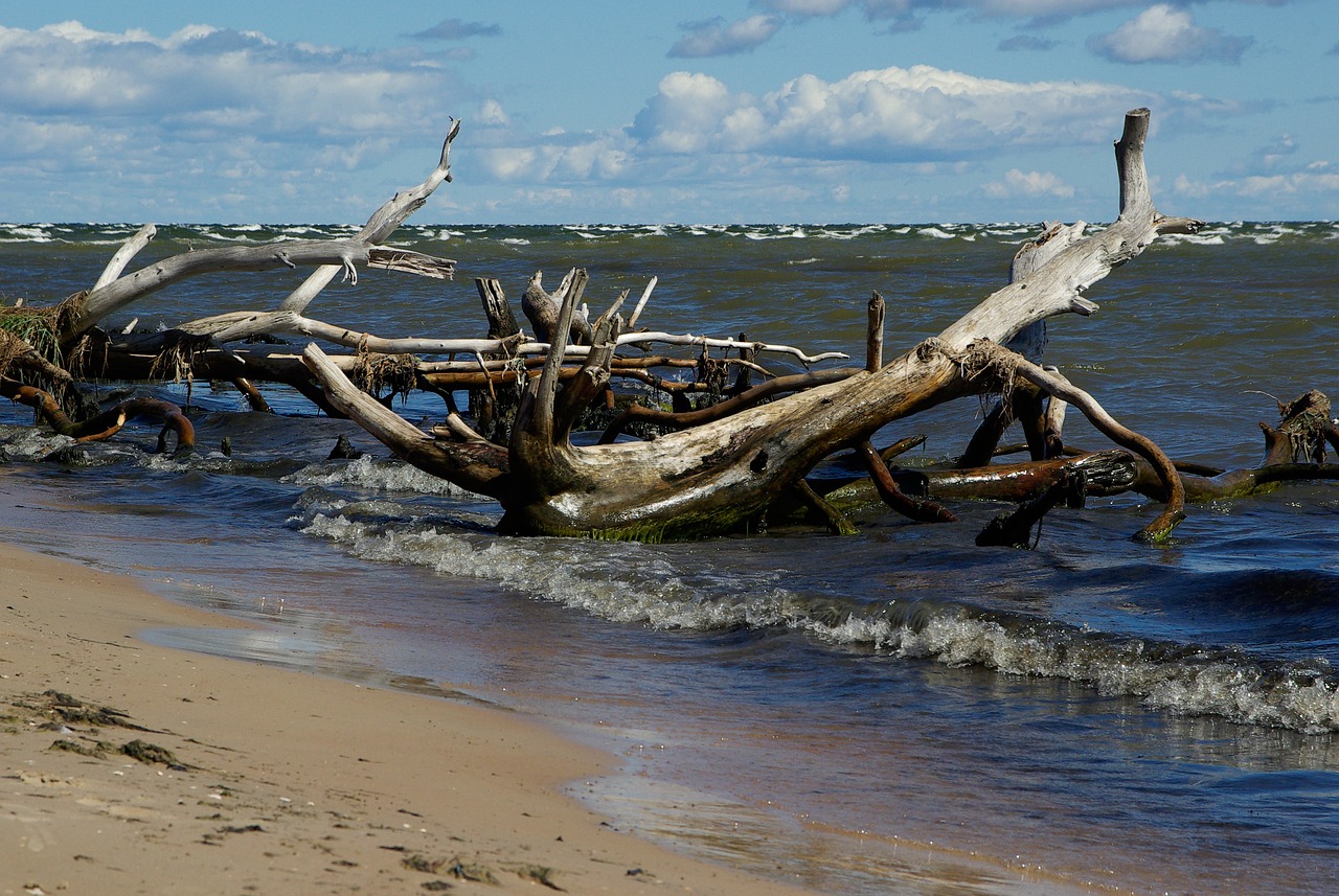 baltic sea beach driftwood free photo