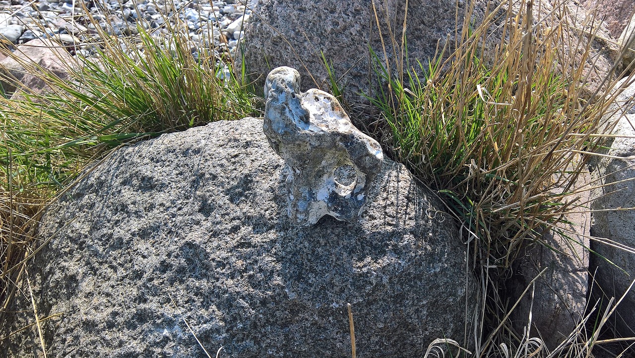 baltic sea coast  stone figure  bird free photo