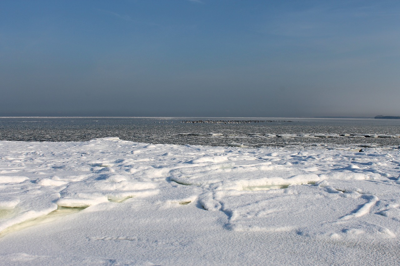 baltic sea in winter  birds on ice  baltic sea free photo