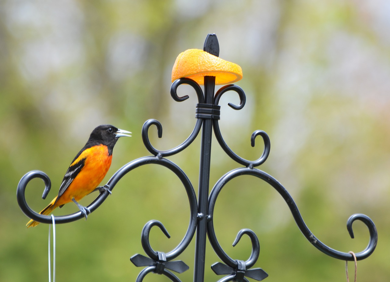 baltimore  oriole  bird free photo