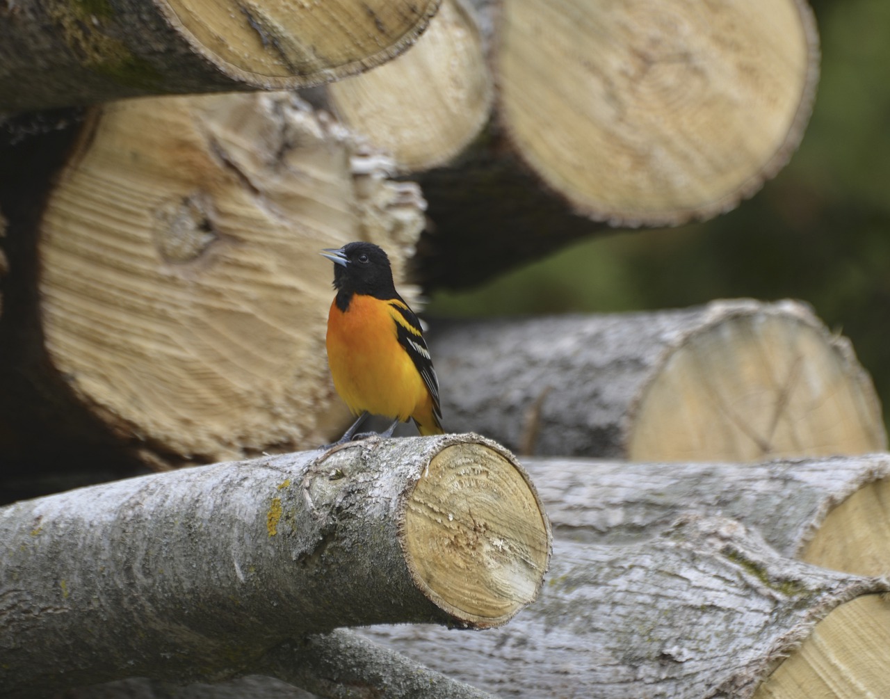 baltimore  oriole  bird free photo