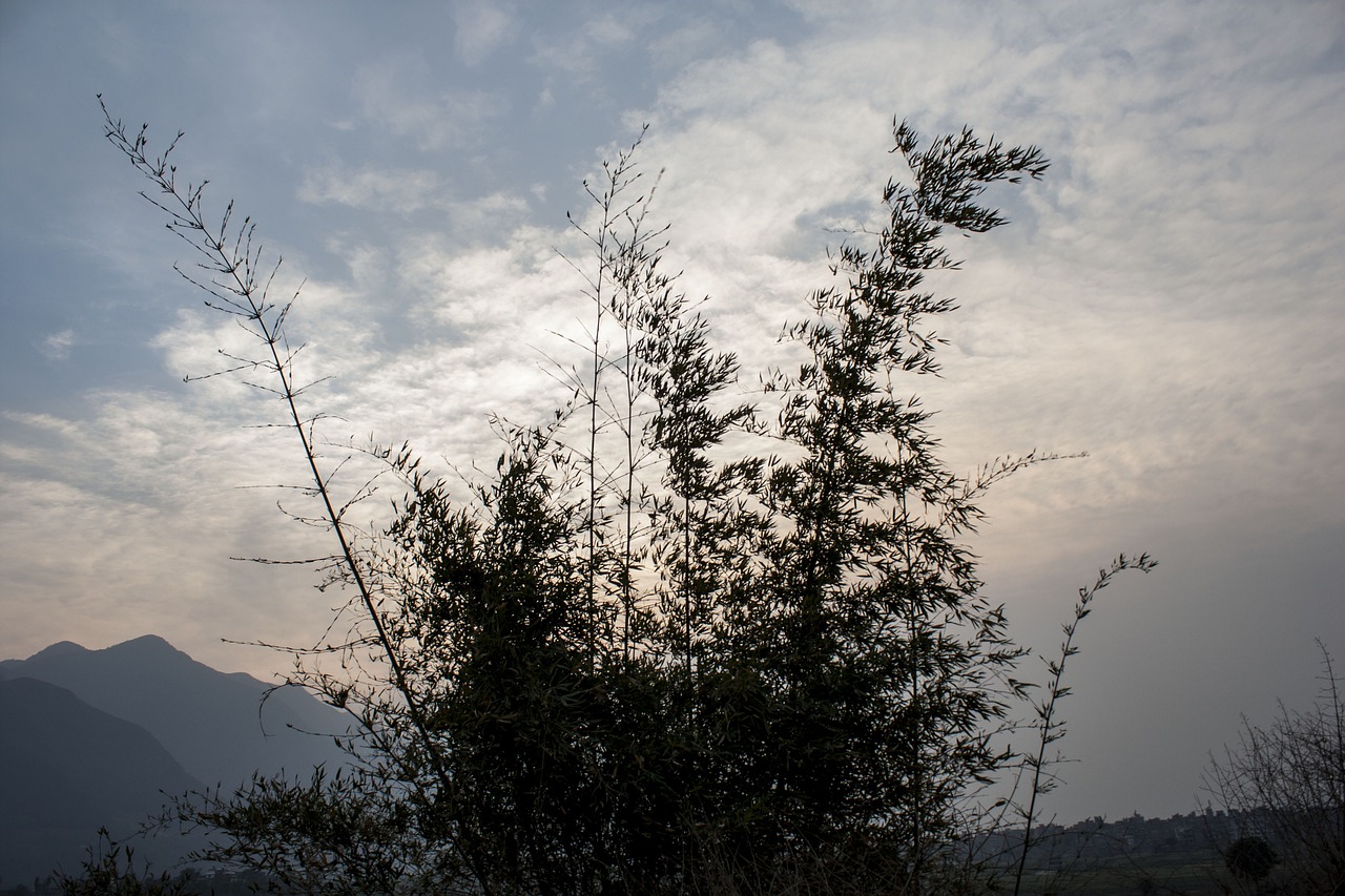 bambbo bush cloud sunset free photo