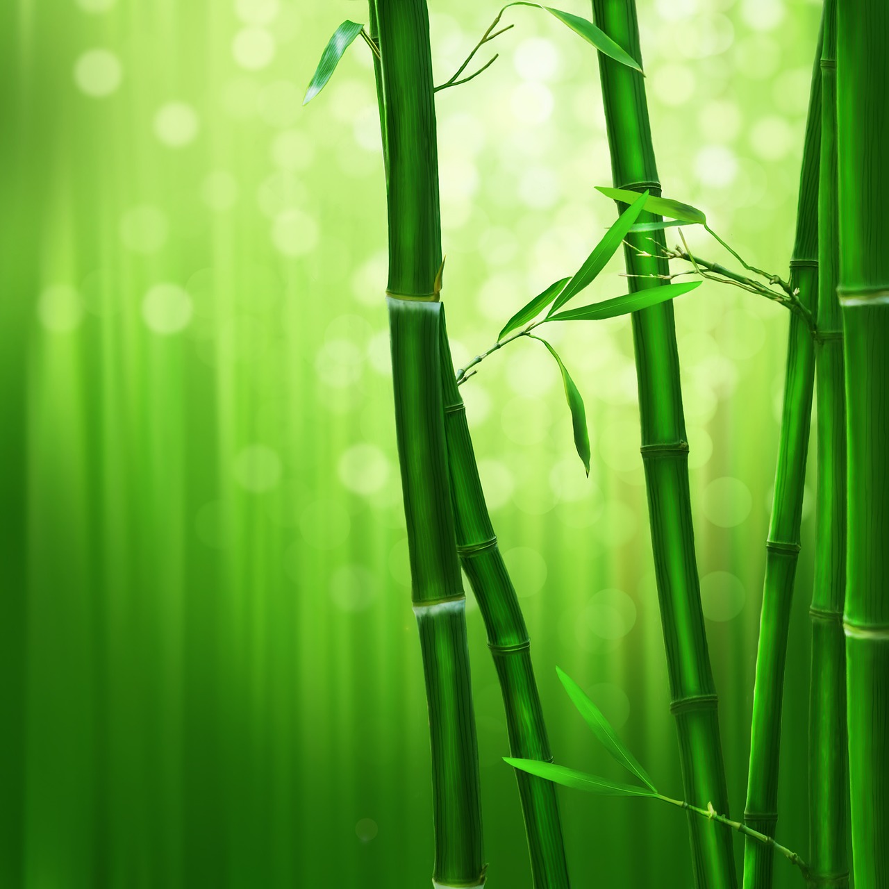 bamboo green nature free photo