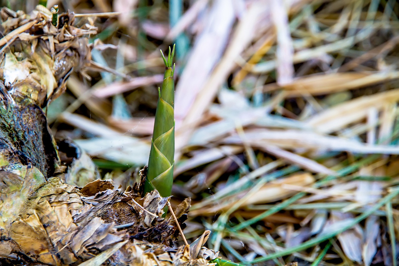 bamboo bamboo shoot free pictures free photo