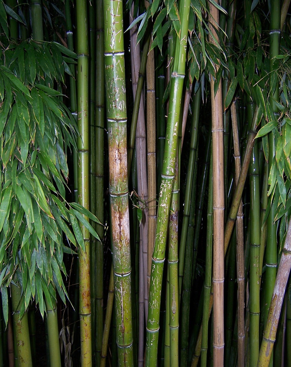 bamboo green plant free photo