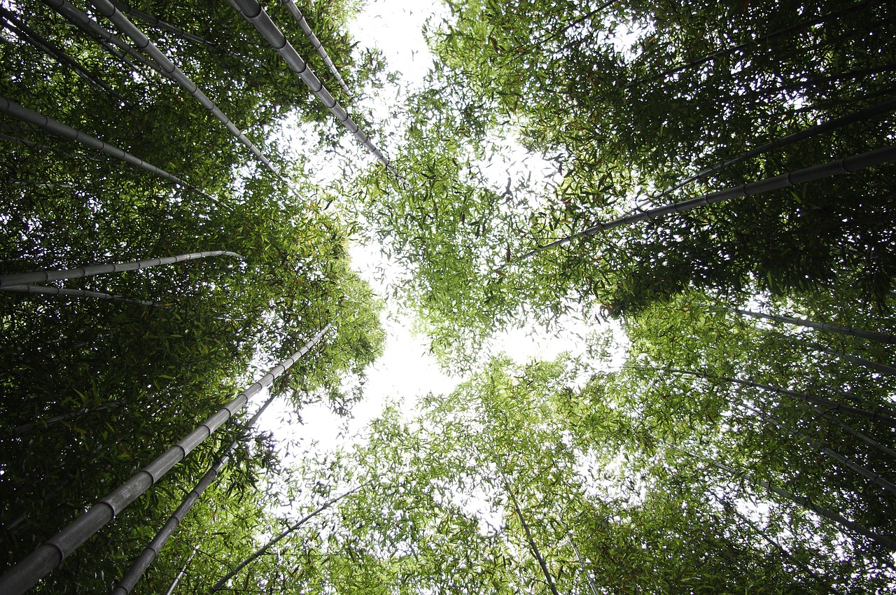 bamboo sky forest free photo